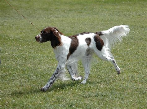 FRENCH SPANIEL | Spaniel puppies, English dogs, Best dogs for families