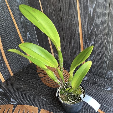 Rlc. Nakornchaisri Delight 'Yen' - flori XL