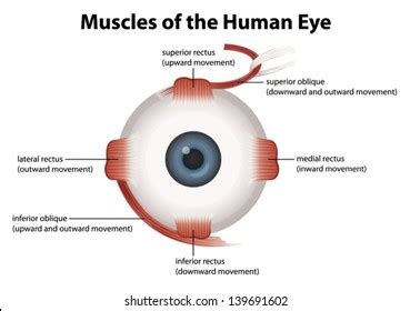 Anatomy Of The Eye Muscles - Anatomical Charts & Posters