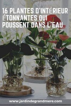 Il Existe Des Plantes Dint Rieur Qui Poussent Dans Leau Sans Grand