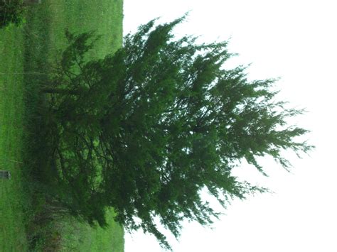 Red Cedar profile - Wildfoods 4 Wildlife