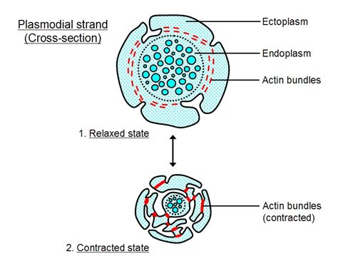 Slime Mold Labeled Diagram