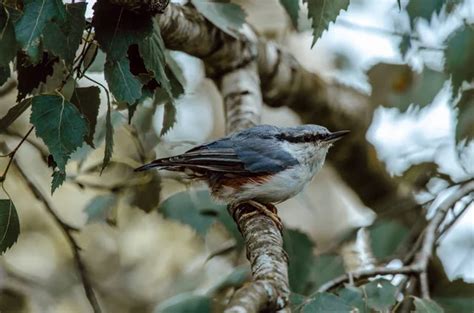 Nuthatch Sitta europaea un pequeño pájaro cantor con un pico largo y