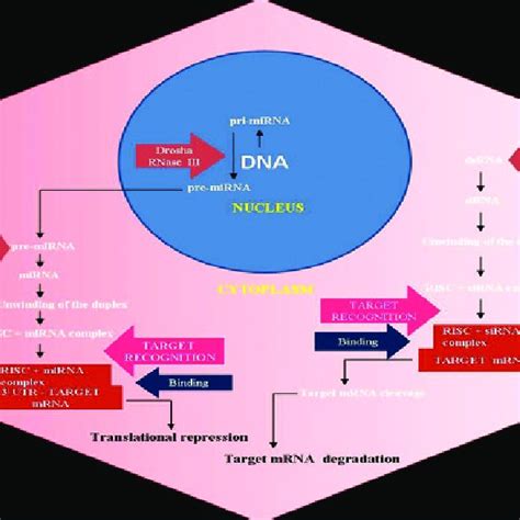 Schematic representation of RNA Interference Mechanism indicating the ...