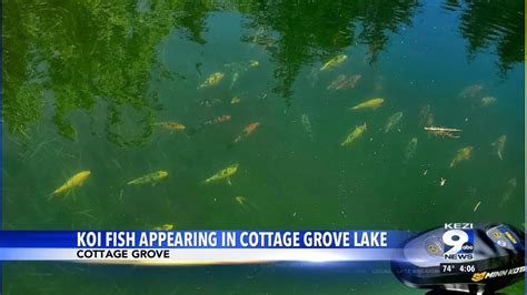 Koi Fish Appearing In Cottage Grove Lake Youtube