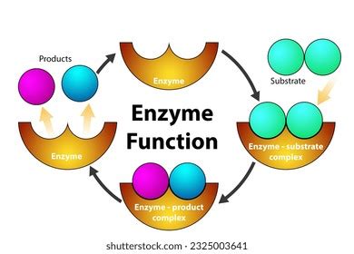 Best Enzyme Cycle Royalty-Free Images, Stock Photos & Pictures ...