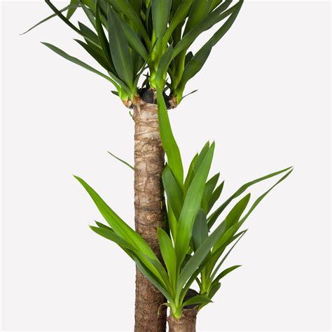 Palmlelie Duurzame Kamerplanten