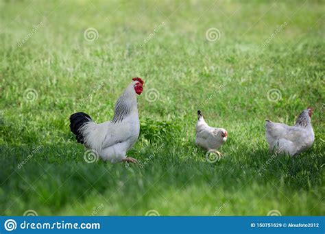 Haan En Kippen Op Groen Gras Vrije Kip Stock Afbeelding Image Of