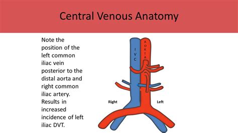 Soleal Vein Anatomy - Anatomical Charts & Posters