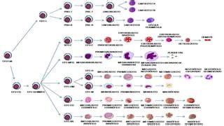 Interpretaci N Del Hemograma S Ntesis De Conocimientos