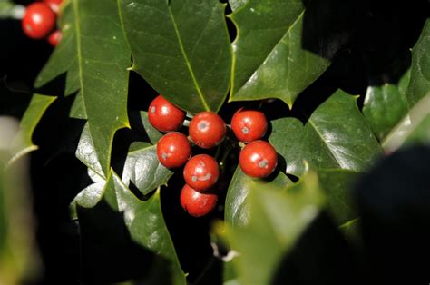 Buy Robin® Holly Trees Online Stadler Nurseries