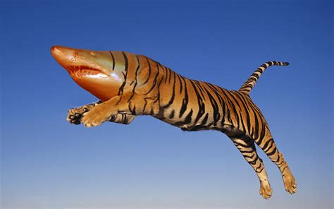 Tiger Shark - Blender Art Gallery