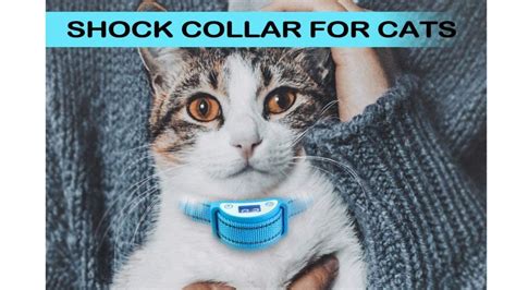 Zap The Misbehavior: Try One of These 5 Cat Shock Collars