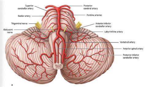 Pt Msk Cervical Artery Lectures Flashcards Quizlet