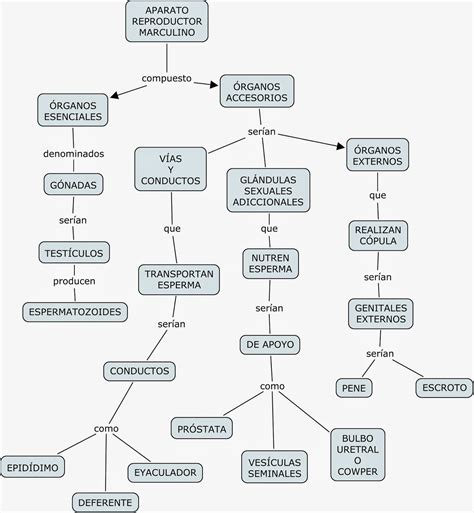 45 Mapa Conceptual De Aparato Reproductor Femenino Pics Nietma