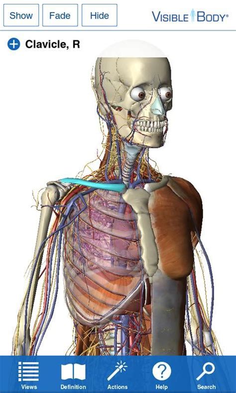 Visible Body 3d Anatomy Atlas Imágenes 1 Anatomía Humana Body Y Atlas