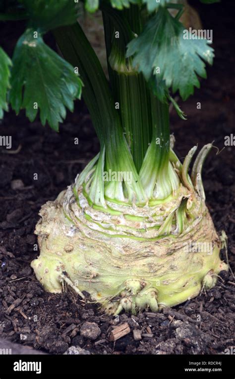 Celeriac Monarch Apium Graveolens Grown In A Raised Bed In The