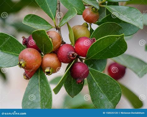 Small Guava Fruits On The Tree Stock Photo Image Of Psidium Nature