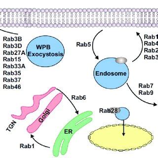 Rab GTPases Identified In Endothelial Cells And Their Function