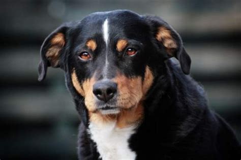 ENTLEBUCHE CATTLE DOG／ENTLEBUCHER SENNENHUND