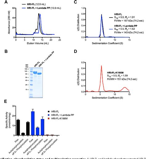 Figure 2 From The Heme Regulated Inhibitor Kinase Requires Dimerization