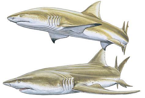 Sharptooth lemon shark - Negaprion acutidens — Shark Research Institute