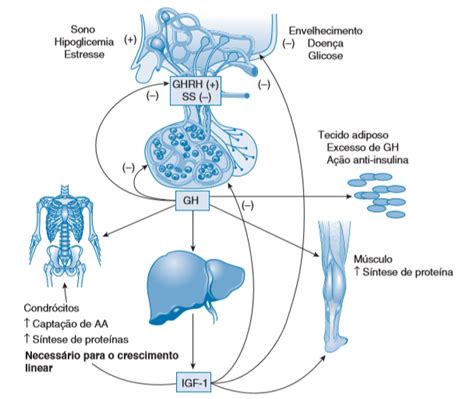 Hormônio Do Crescimento GH Resumos Medicina