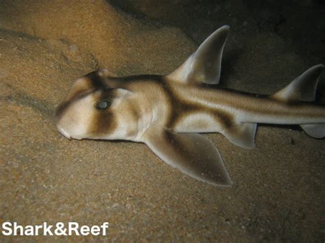 Port Jackson Shark Heterodontus Portusjacksoni Shark And Reef