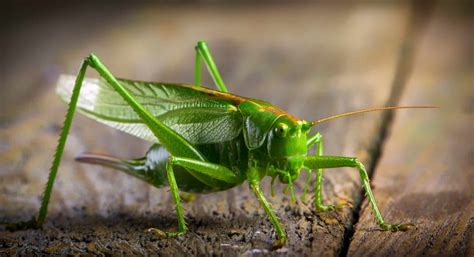 Insects vs. Arthropods: What Is the Difference? (9 Points)