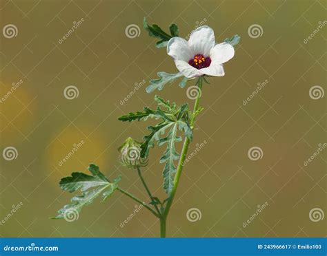 Flower Of An Hour Or Bladder Hibiscus White Flower Hibiscus Trionum