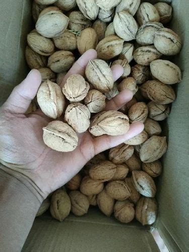 Kashmiri Walnut At Rs 450 Kg Walnut In Pampore ID 2852701907588