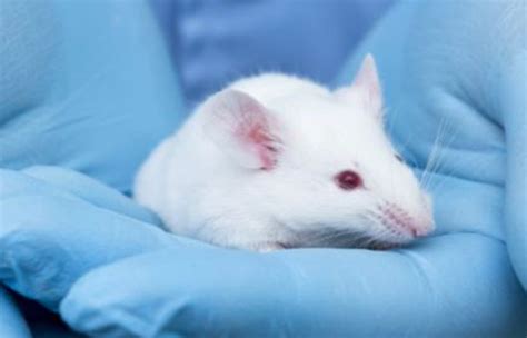 Establishment Protocol For Nude Mouse Models Of Pancreatic Cancer Creative Bioarray Creative