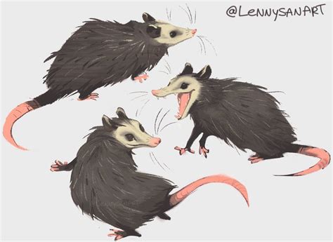 Опоссум рисунок (39 фото) скачать бесплатно