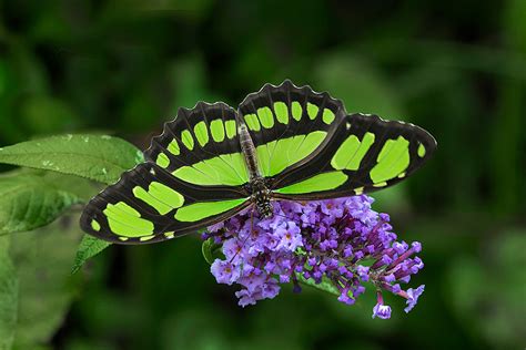 Malachite butterfly - Jim Zuckerman photography & photo tours