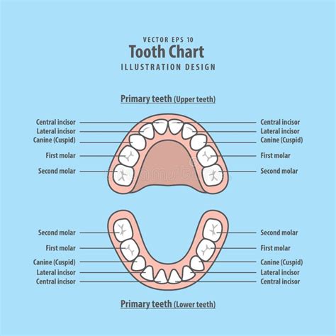 Tooth Chart Primary Teeth With Erupt And Shed Illustration Vector Stock Vector Illustration Of