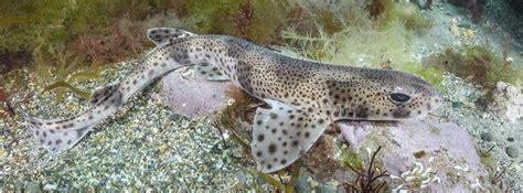 Are Spotted Catsharks Social? | SHARK ANGELS