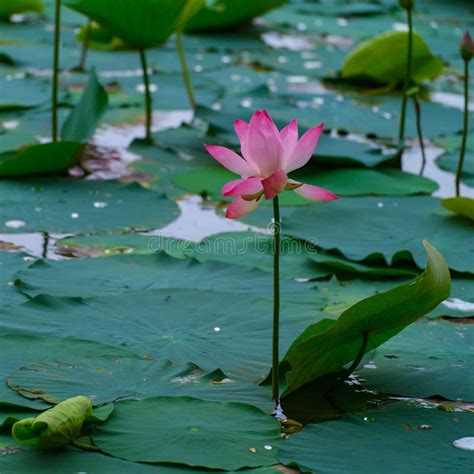 Close Up Shot Of A Nut Bearing Lotus Nelumbo Nucifera Stock Image