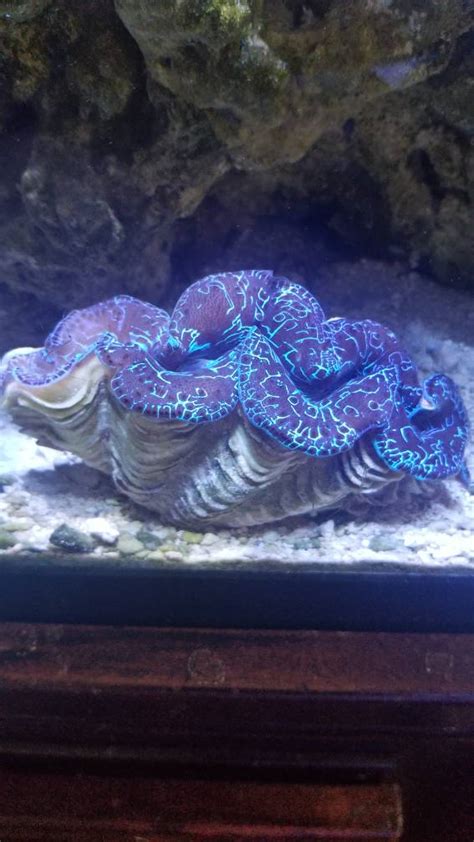 New maxima clam | REEF2REEF Saltwater and Reef Aquarium Forum