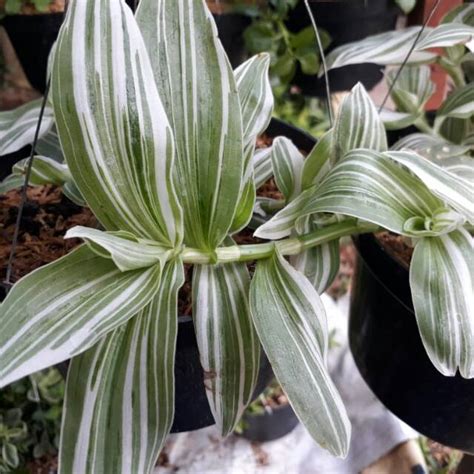 Jual Tanaman Hias Gantung Tradescantia Fluminensis Shopee Indonesia