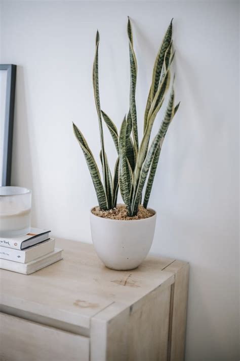 La Plante Serpent Ou Sansevieria Trifasciata