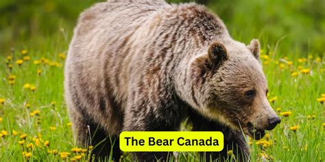 Exploring Enigmatic The Bear Canada: A Canada Wildlife Guide