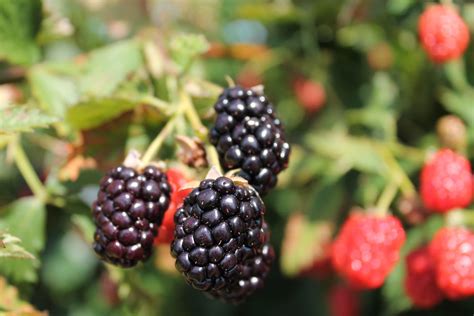 Arkansas Gets ‘early Bird Blackberry Season