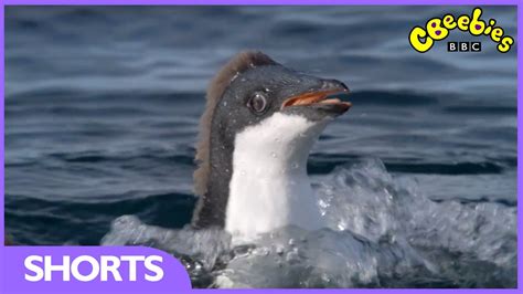 Cbeebies Andys Baby Animals Baby Penguins Learn To Swim Youtube