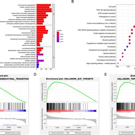 Functional Analysis Of The Risk Signature A Go Analysis Of