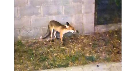 Луди лисици щурмуват Лудогорието