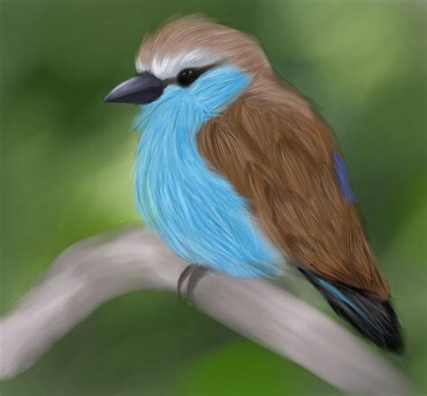 How To Draw A Realistic Bird