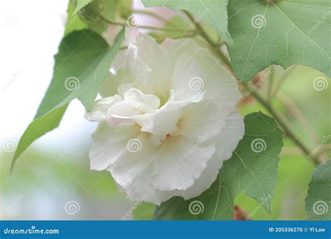 A Hibiscus Mutabilis Flower At The Garden Stock Photo Image Of