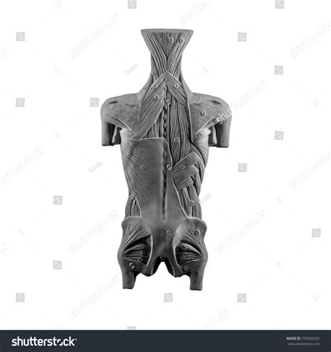 Plaster Statue Naked Man Torso Anatomical Stock Photo Edit Now