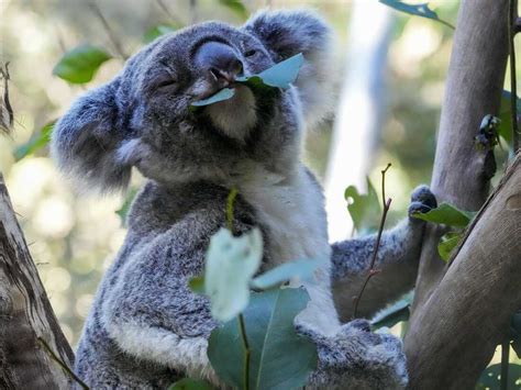 First Wild Koalas Caught And Vaccinated Against Chlamydia Npr