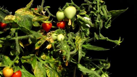 Growing Mini Tomatoes Timelapse Youtube